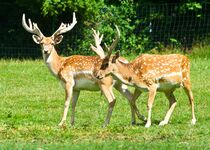 Gästehaus Wildwechsel Bild 16 Gästehaus Wildwechsel Bild 16