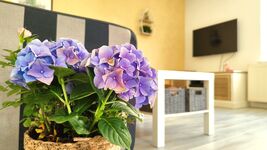 Altstadt-Wohnung mit Dachterrasse und Homeoffice-Platz Bild 1 Altstadt-Wohnung mit Dachterrasse und Homeoffice-Platz Bild 1