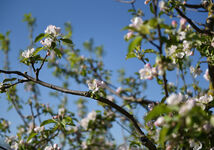 Ferienwohnung Apfelblüte an den Streuobstwiesen Bild 14