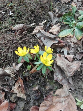 Ferienwohnung Taufkirchen Vils