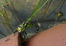 Libelle schaut ab und zu am Teich vorbei