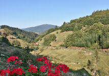 Ausblick auf die Hornisgrinde