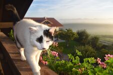 Ferienwohnung beim Hainz Bild 13