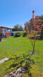 Garten und Grillplatz 