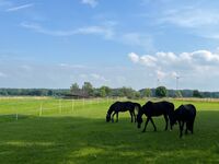 Wohnen auf dem Ponyhof in Laer Bild 19