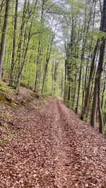 Ferienhaus Ottmar Bild 8