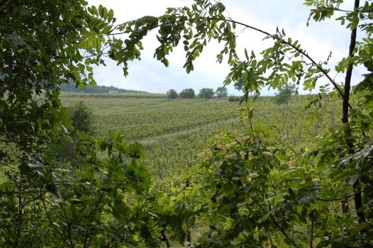 Weingut u. Gästezimmer Uwe Butzbach Obrázok 5