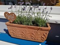 Monis Ferienwohnung Bild 10