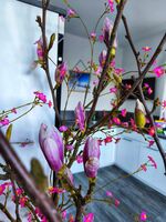 Dottie's Place Bild 18