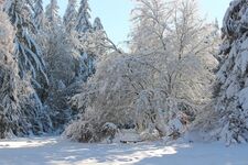 Waldgasthaus am Schwarzenbruch Bild 19