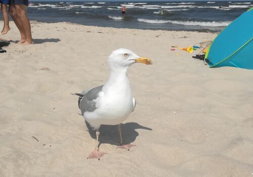 Wohnung nah am Strand in Heringsdorf Picture 3