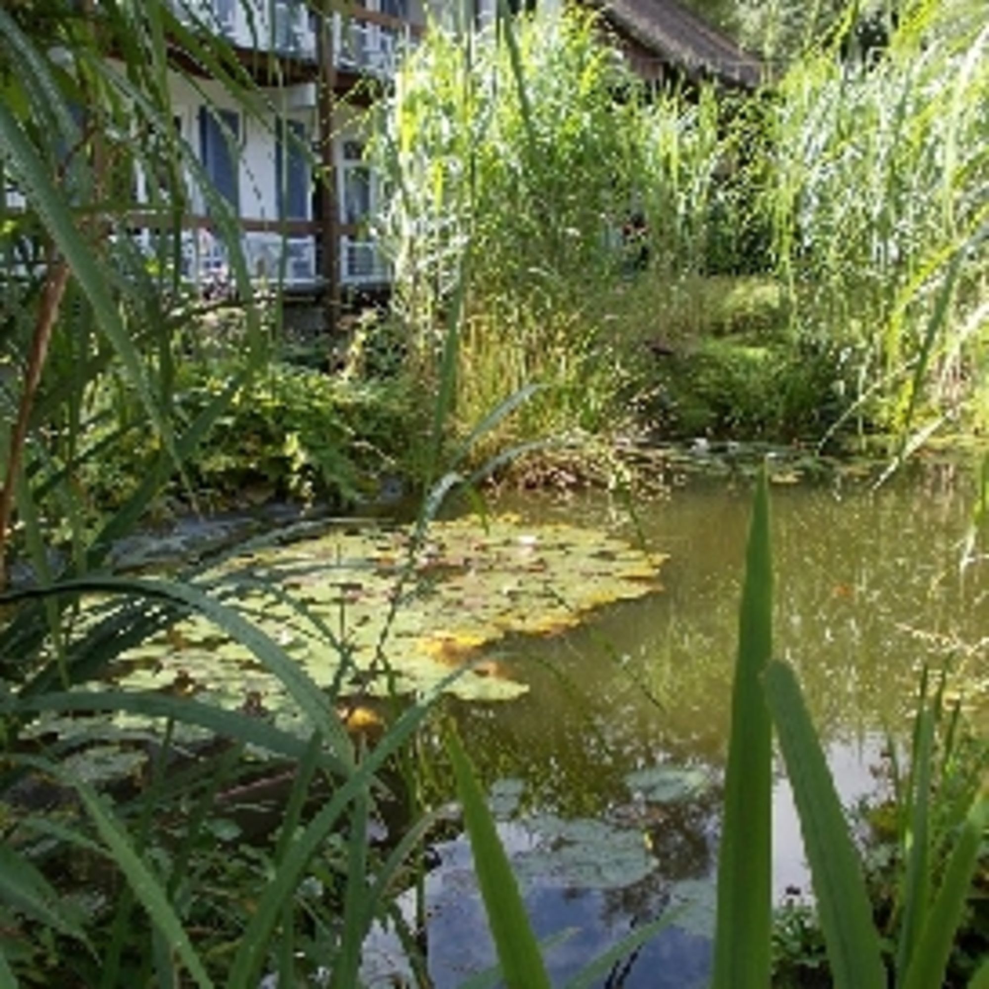 Grosser Gartenteich vor dem Haus