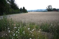 Ferienwohnung Talblick Wilthen Bild 14