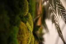 Green Nature Bild 24