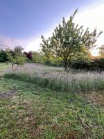 Obstbaumwiese