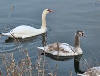 Naturoase mitten an der Saale Bild 6