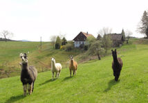 Hof in Alleinlage Lamas & Maine Coon & Hunde in Biederbach Bild 1