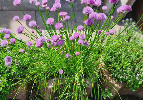 Impressionen mit Schnittlauch ;-) - Impressions with chives - Wrażenia ze szczypiorkiem