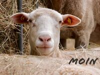 Moinschaf