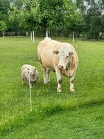 Landhaus Brigitte Bild 20