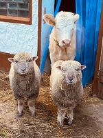 Landhaus Brigitte Bild 17