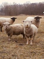 Landhaus Brigitte Bild 16